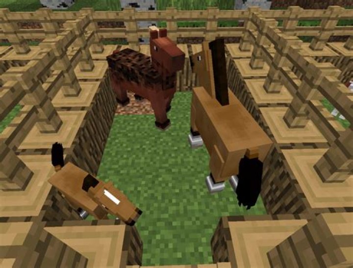 How often can animals breed?