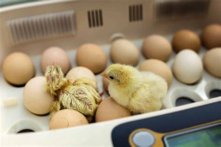 Is it possible to hatch chicks on the XBox?