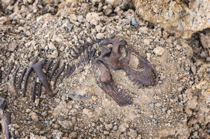 Tips to finding dinosaur bones