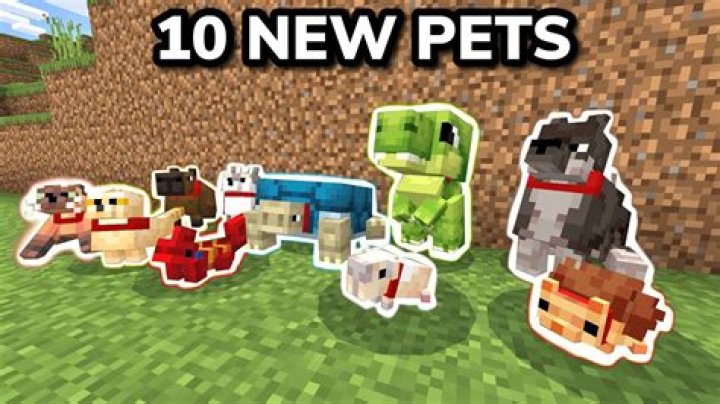 Where can I get pets from?